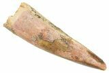 Fossil Spinosaurus Tooth - Real Dinosaur Tooth #363090-1